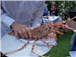 spiny lobster presented